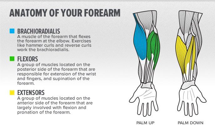 back-to-basics-forearms